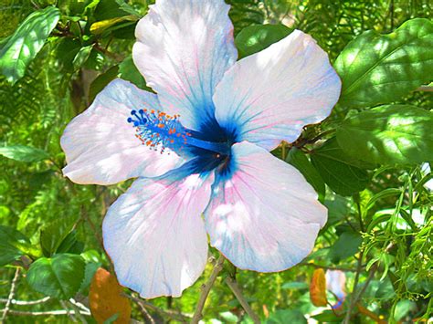 Blue Hibiscus By The Rebellion On Deviantart