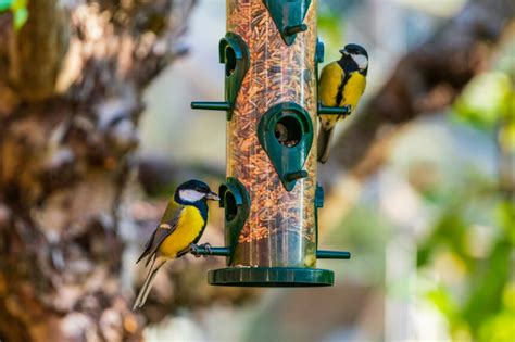 3 Astuces Très Simples Pour Attirer Les Oiseaux Dans Votre Jardin Ou