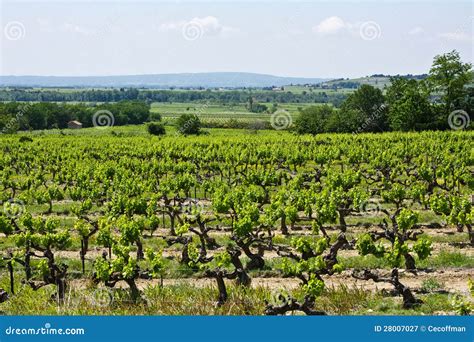 A Vineyard In Provence Stock Image Image Of Nature Tree 28007027