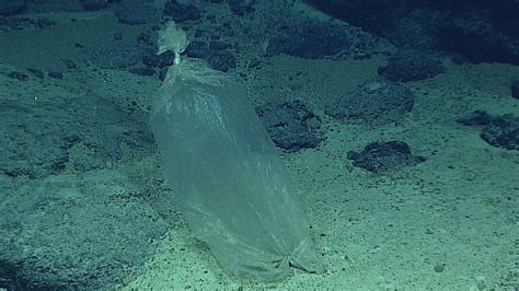 Theres So Much Trash In The Ocean Scientists Found A Plastic Bag In