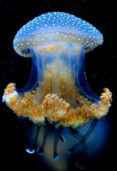 Jellyfish Ocean Creatures Beautiful Sea Creatures Sea