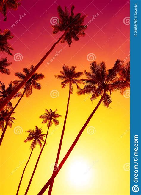 Tropical Sunset With Tall Palm Trees Silhouettes Stock Image Image Of