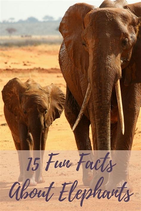 15 Unique And Fun Facts About Elephants For Kids Hubpages