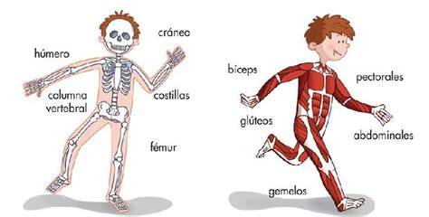 Los Huesos Y Los Músculos Segundo Grado Educacion Hueso