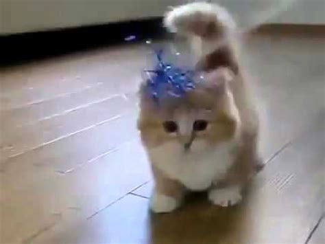 Gambar kucing comel pakai tudung kucing org. Download Gambar Kucing Yang Comel Dan Gebu - Vina Gambar