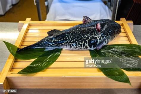 Puffer Fish Photos And Premium High Res Pictures Getty Images