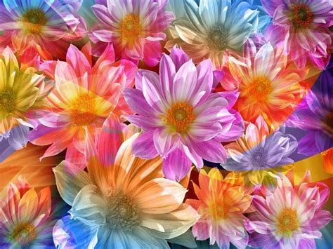 Aimys Collection Wallpapers Images Screensavers Scattered Flower
