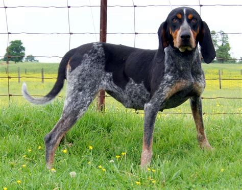 Pin On Bluetick Coonhound