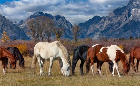 Horses Grazing In The Grand Tetons Photograph By Kathleen Bishop Pixels
