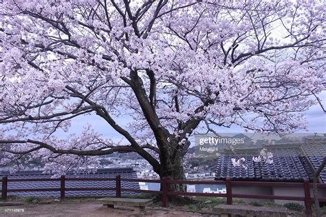 Beautiful Big Cherry Blossom Tree Onomichi Japan High Res Stock Photo