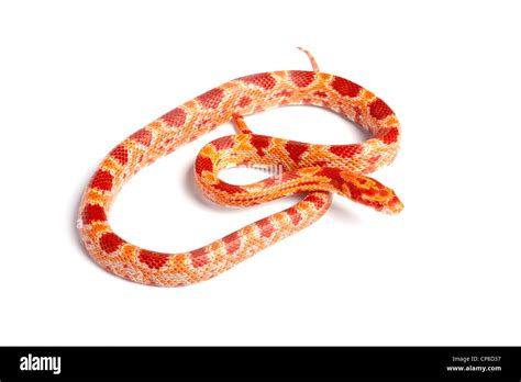 Corn Snake Pantherophis Guttatus Amelanistic Form North America