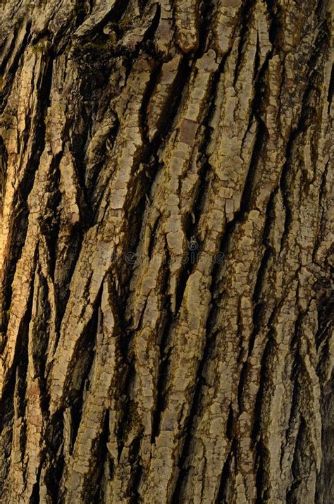 The Pattern Of Tree Bark Background Beautiful Texture Stock Image