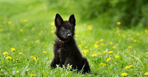 Where do black german shepherds originate? Blog-German Shepherd Shop (With images) | Black german ...