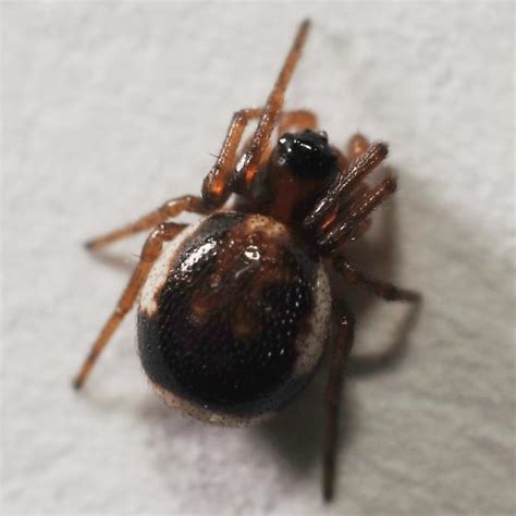 Forest Floor Spider Hypsosinga Rubens Bugguidenet