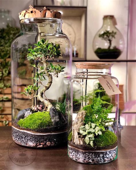 Questa pianta è imponente e può da sola allestire un giardino giapponese, grazie alla sua forma e. Terravivadesign nel 2020 | Piante da interno, Giardini in ...