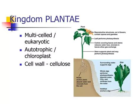 Ppt Kingdom Plantae Powerpoint Presentation Free Download Id4588603
