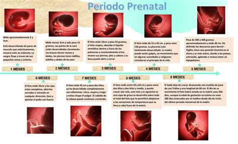 Linea De Tiempo Etapa Prenatal Desarrollo Prenatal Desarrollo Aria Art