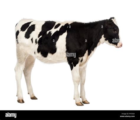 Side View Of A Veal 8 Months Old In Front Of White Background Stock