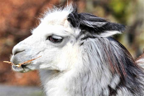 Fotos Gratis Naturaleza Cabello Blanco Dulce Linda Zoo Pelaje