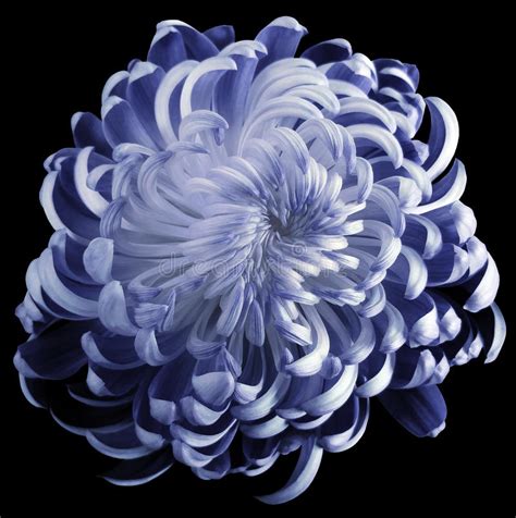 Blue Flower Chrysanthemum Motley Garden Flower Black Isolated