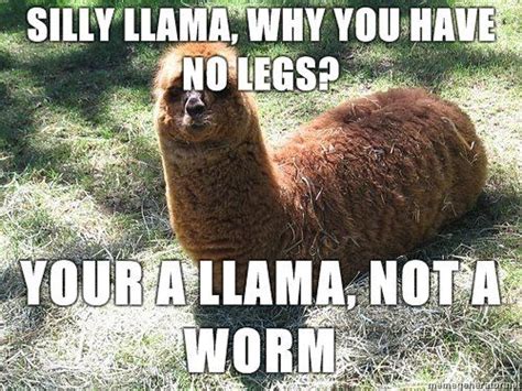 Stupid Llama Funny Animal Pictures Funny Animal Memes Funny Llama