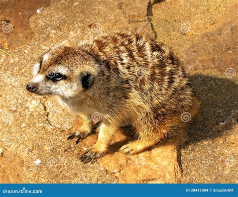 Pleading Southern African Meerkat Stock Photo Image Of Mongoose