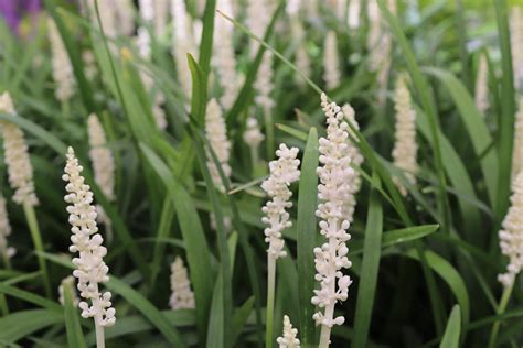 Liriope Muscari Monroe White Zeelandplant