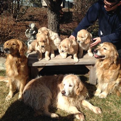 They offer the most popular dog temperament: Sunsprite Golden Retrievers, Vancouver Island, BC, Canada