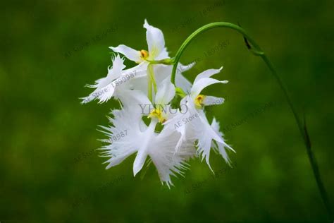 Genuine100 Japanese Radiata Plant White Egret Orchid Bonsai Flores