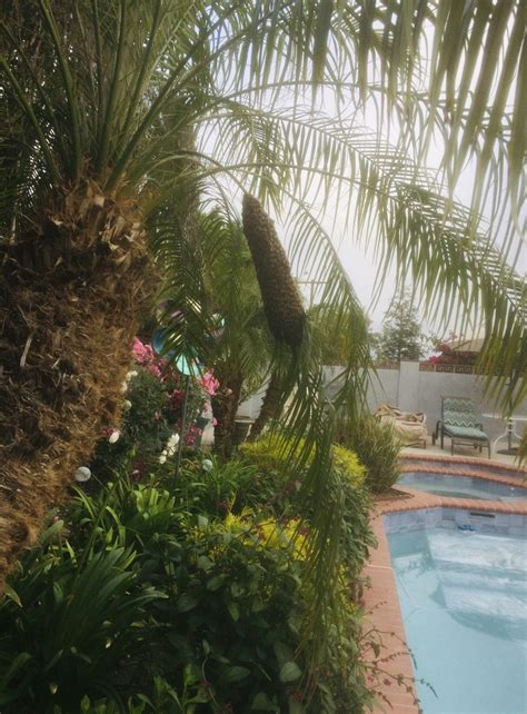 Maybe you would like to learn more about one of these? Swarm of bees in a palm tree, Southern California : bees