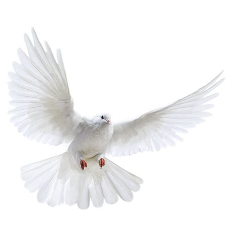 White Dove Png Transparent Image Png Arts