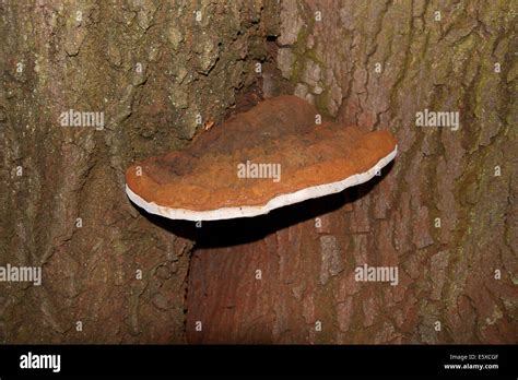Ganoderma Hongo Adspersum En Beech Tree Fotografía De Stock Alamy