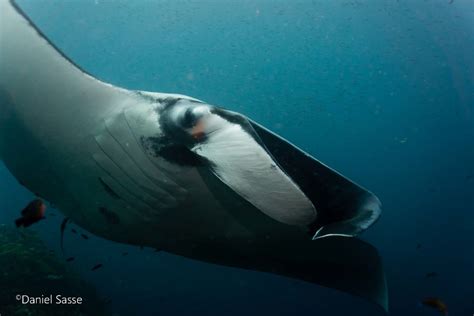I Captured Endangered Manta Rays To Show How Beautiful And Fragile The