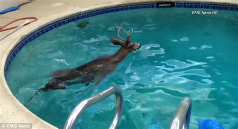 Eric Munn Frees Buck Taking An Afternoon Dip In Los