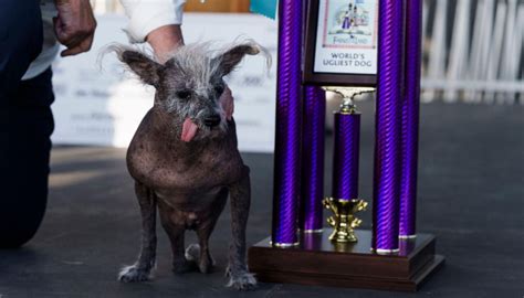 Scooter Crowned Worlds Ugliest Dog Winner For 2023 Newshub