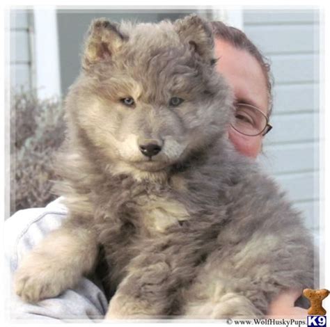 Vetted michigan german shepherd breeders. Wolf German Shepherd Puppies Sale | Wolf Shepherd Mix ...