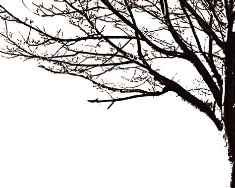 Silhouette Tree Branch Png Clip Art Library