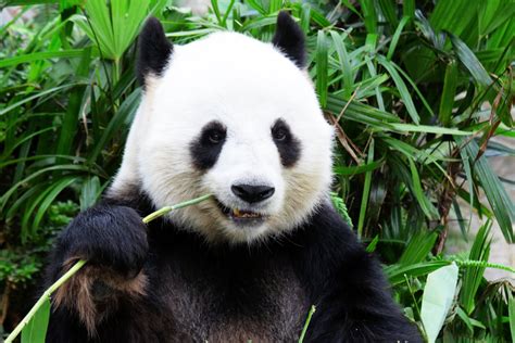 It takes 28 pounds of bamboo to satisfy a giant panda's daily dietary needs, and it. Lead Qualification; Does PANDA Outstrip BANT in the Long Run?