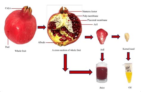 Basic Structure Of A Pomegranate Fruit With Its Co Products Download Scientific Diagram