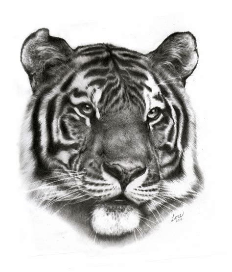 Tiger X Graphite By Lisamarie On Deviantart