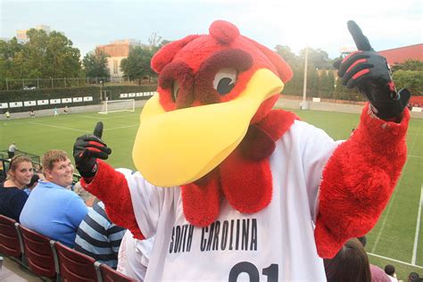 Cocky University Of South Carolina Sportsmascots Wikia Fandom
