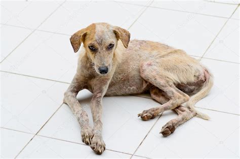 Leprosy Dog Stock Photo By ©surawutob 58596189