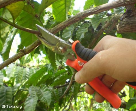 How to cut tree branches. Image: Cutting Coffee Tree Branch 01 صورة قطع غصن من شجرة