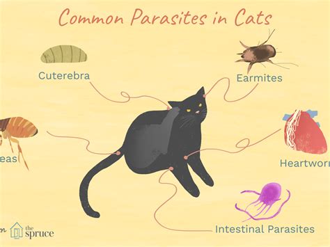 How Do I Know If My Cat Has A Parasite Cat Lovster