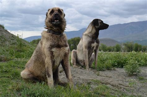 Kangal Köpeği Sivas Kangal Dog Big Dog Breeds Anatolian Shepherd Dog
