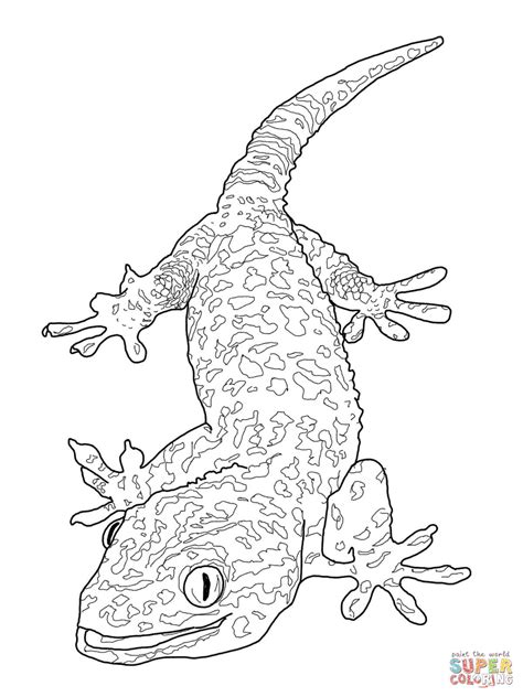 Tokay Gecko Coloring Page Free Printable Coloring Pages