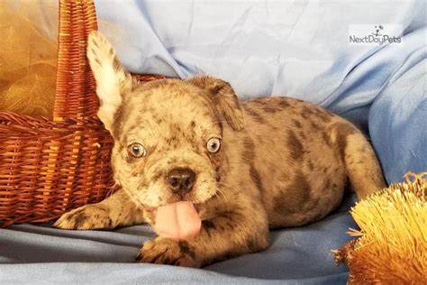 The blue french bulldog is a gorgeous little dog. Blue Merle Male: French Bulldog puppy for sale near Fresno ...