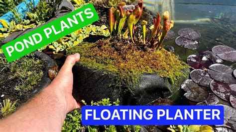 How To Plant A Floating Pond Planter Best Pond Plants Youtube
