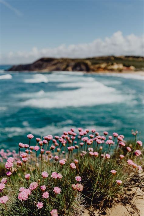 Cluster Of Pink Flowers Growing At The Oceans Edge Beautiful Nature