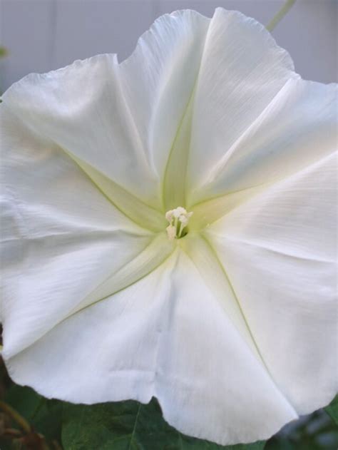 Moonflower Vine Is The Most Magical Night Blooming Plant You Can Grow